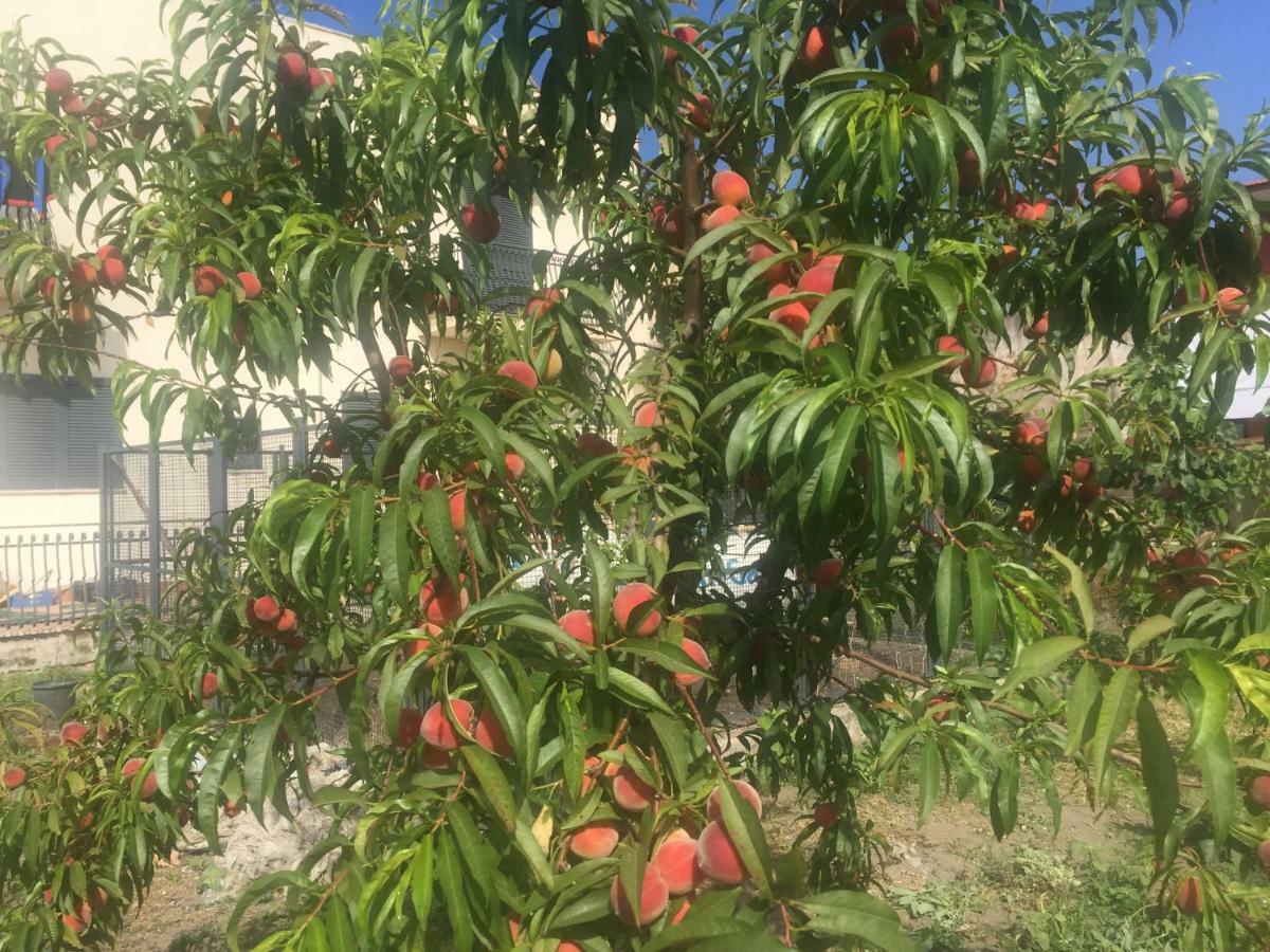 Il Giardino Di Nonno Agostino Acomodação com café da manhã Castellammare di Stabia Exterior foto