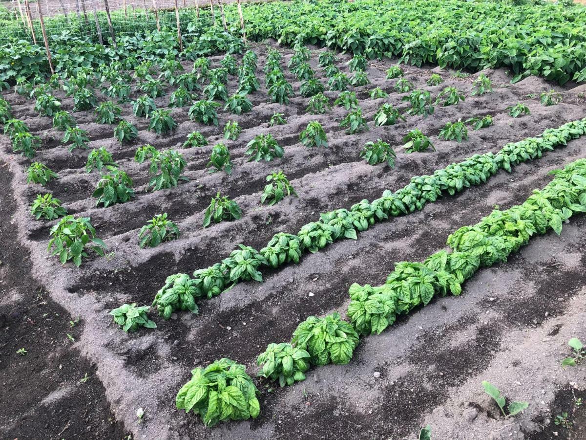 Il Giardino Di Nonno Agostino Acomodação com café da manhã Castellammare di Stabia Exterior foto